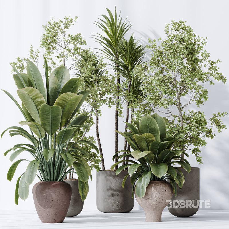 AV Indoor plants set 171 Beech Olea Europaea Olive and Mission Arbequina Olive and Ficus Robusta Abidjan Image 5