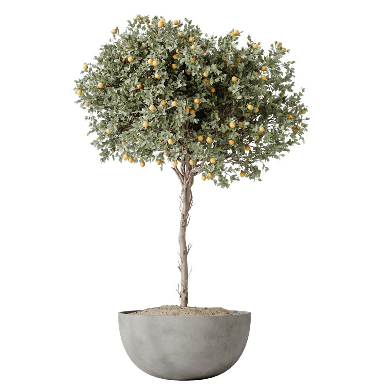 Av House Plants Mandarin Citrus Fruit Orange Image 2