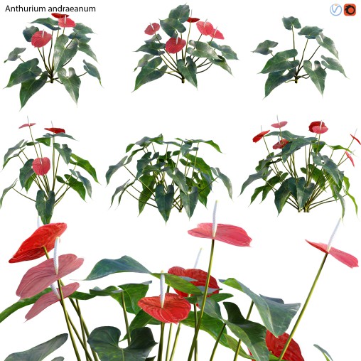 Anthurium Andraeanum – Flamingo Flower