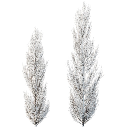 AV Plants Acer X freemanii Freeman Maple Sapindaceae Armstrong Winter Snow