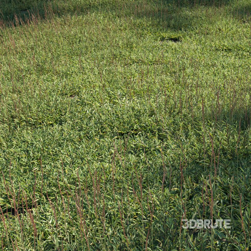 Eremochloa ophiuroides – set 03 Image 1