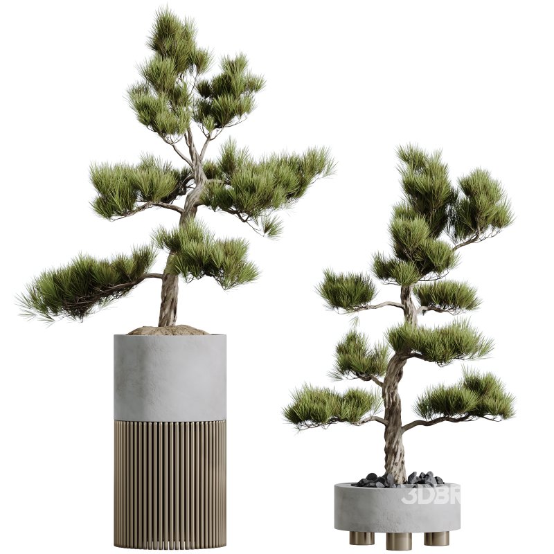 AV HousePlants Mission Kalamata Leccino Arbequina Wilsonii Chemlali Image 2