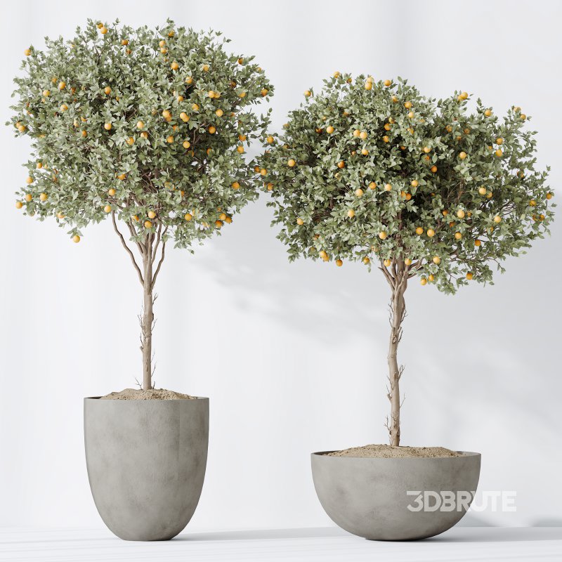 Av House Plants Mandarin Citrus Fruit Orange Image 5