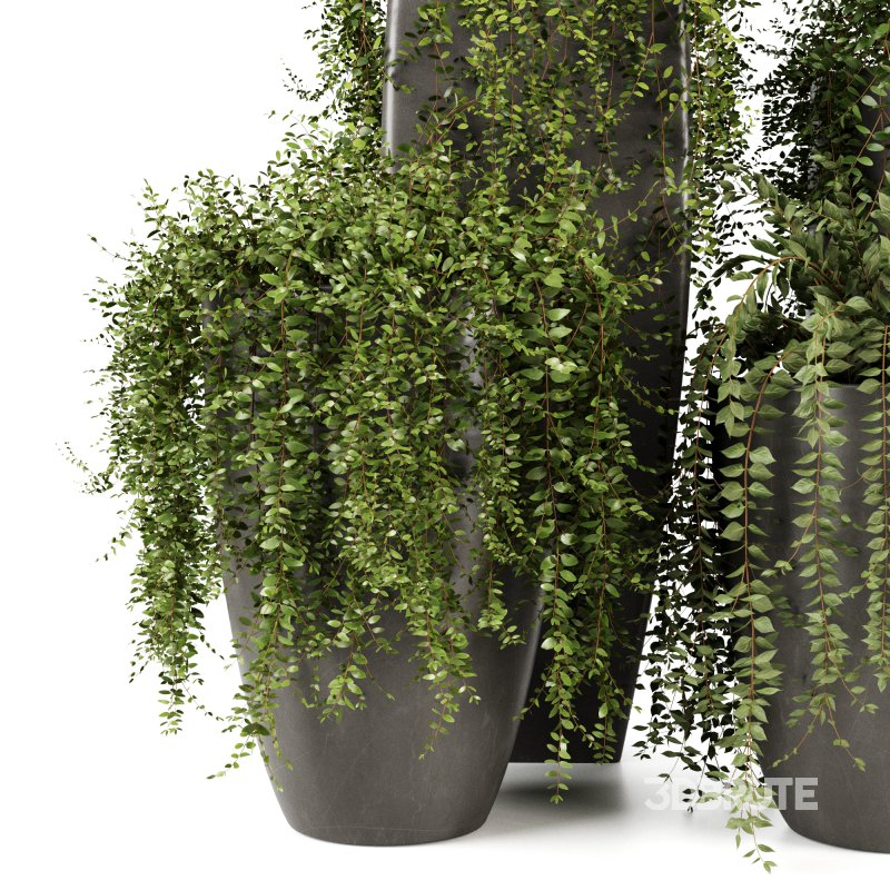 Indoorplants-Ivy plants in metal pot set-163 Image 3