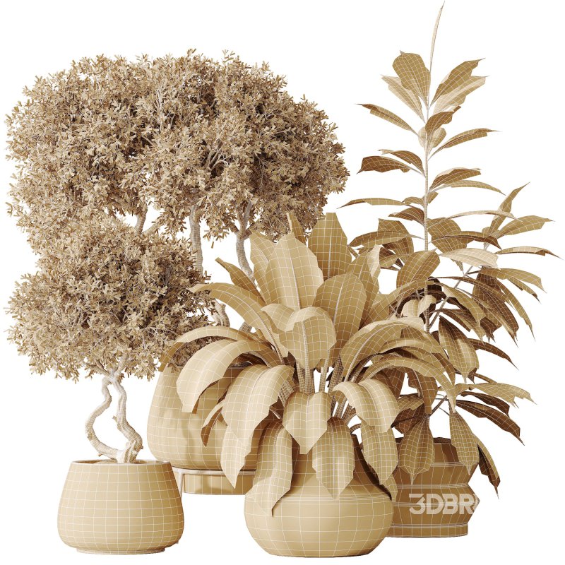 AV Indoor plants set 173 Mission Leccino Arbequina and Ficus Robusta Abidjan and Ficus African Fig Image 8