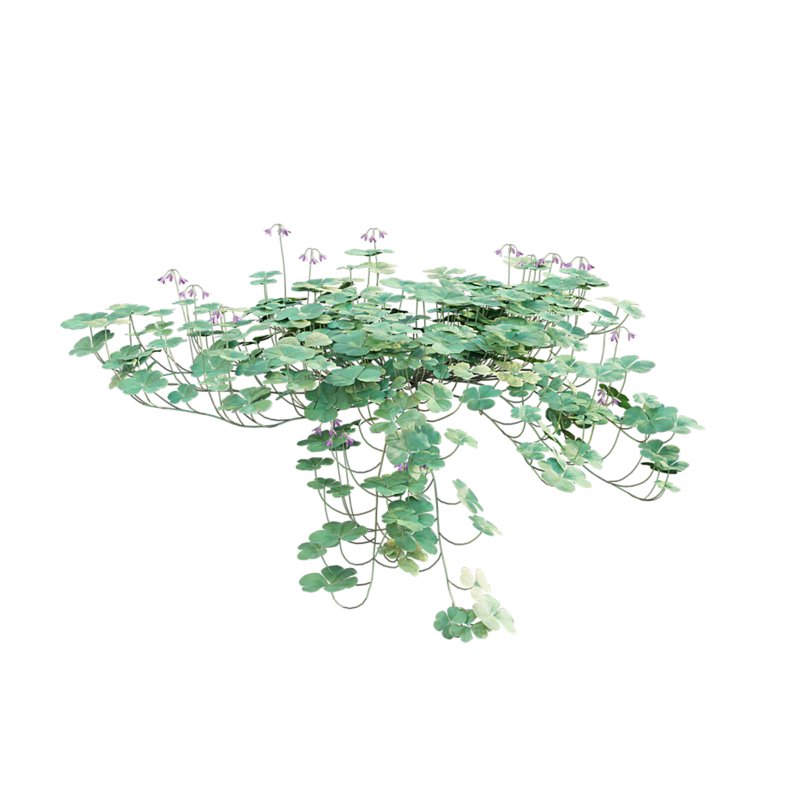 Trifolium – Oxalidaceae 02 Image 5