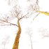 AV Plants Ash Tree Winter Snow Set02 - Thumbnail 3