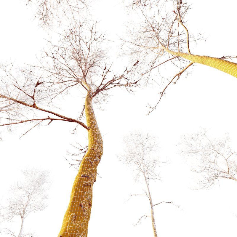 AV Plants Ash Tree Winter Snow Set02 Image 3