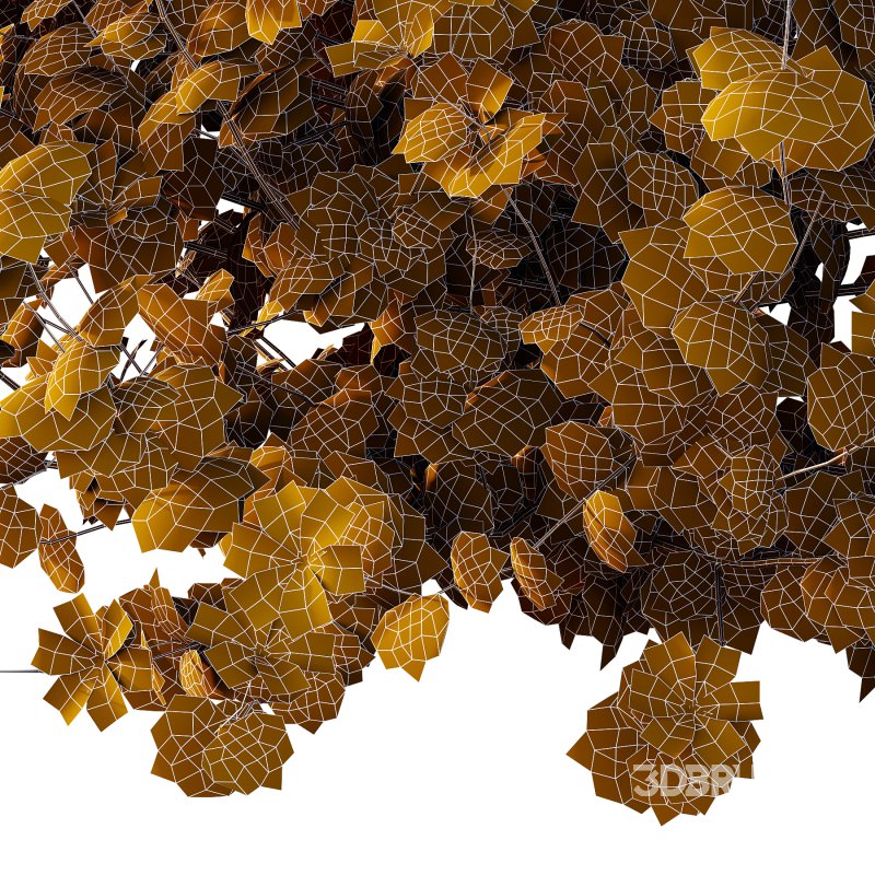 Lavatera Cachemiriana Plant 03 Image 6