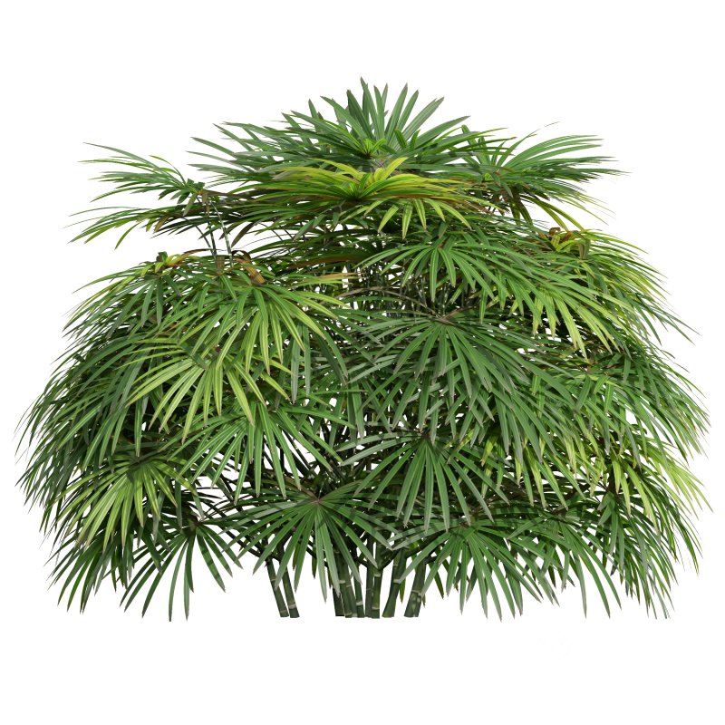 AV 9 different bush Edgeworthia Chrysantha Grandiflora and Rhapis Excelsa Bush Image 3