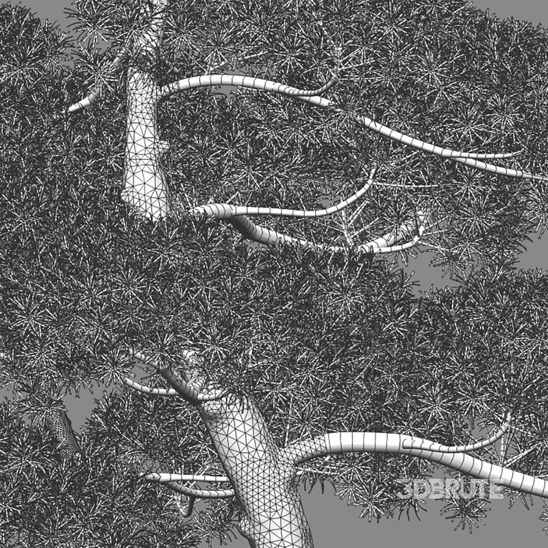 Podocarpus macrophyllus – yew plum pine 05 Image 3