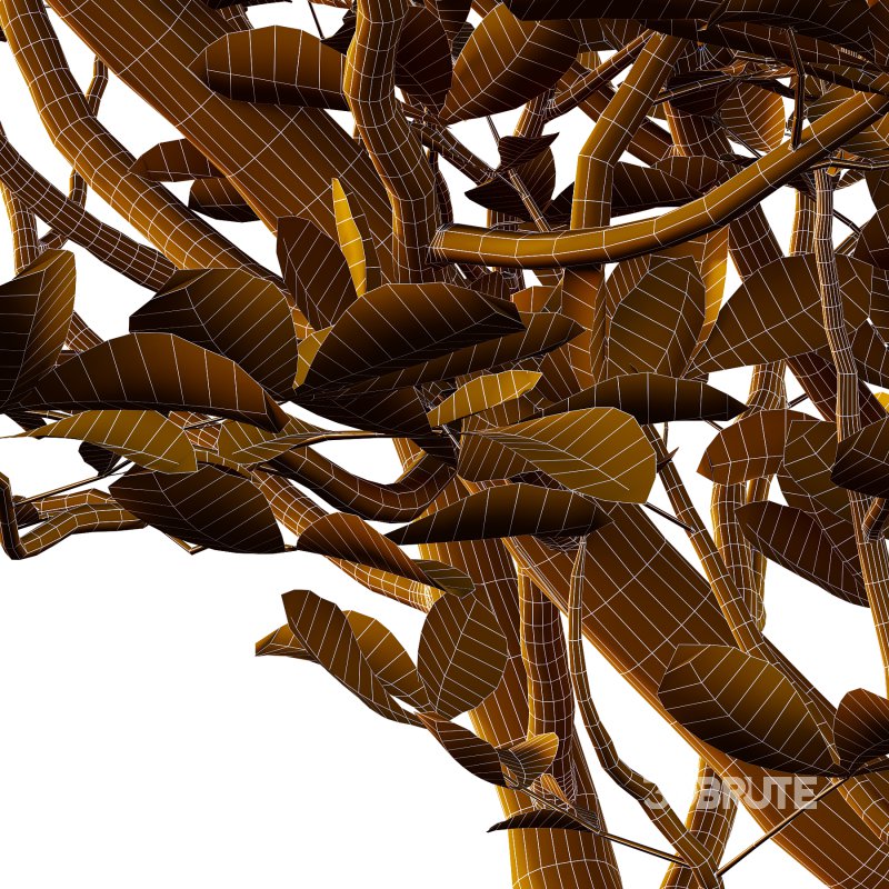 Fraxinus Rhynchophylla Tree 01 Image 5