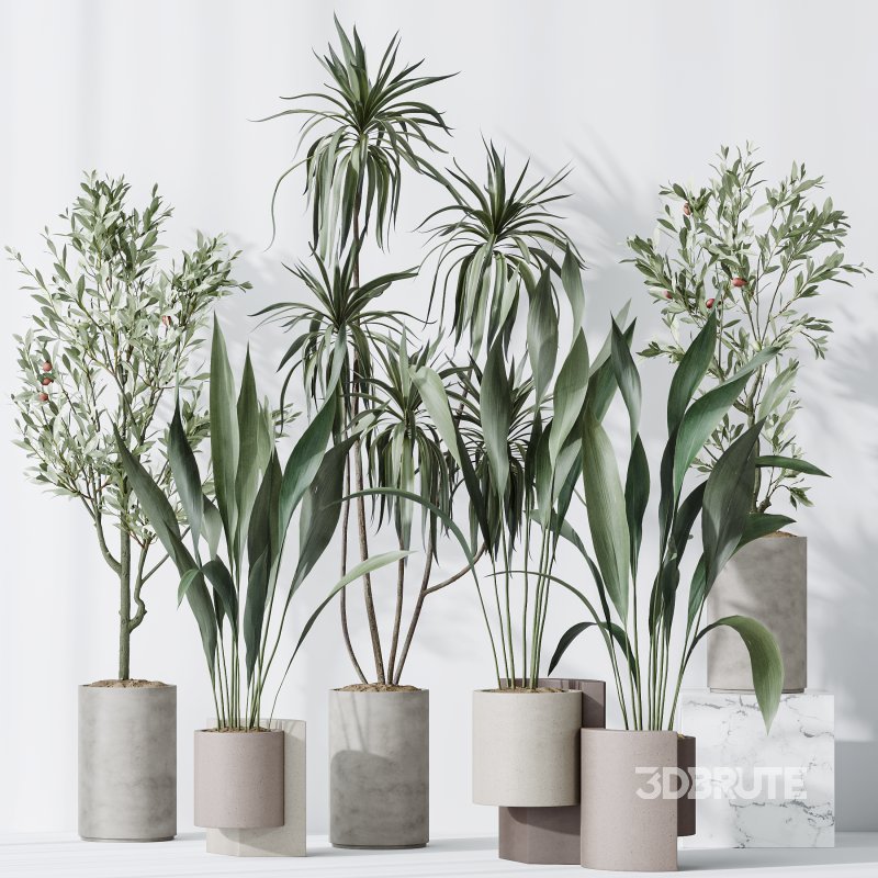 AV Indoor plants set 167 Aspidistra Elatior and Warneckii Lemon Lime and Mission Olive Tree Image 4