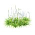 eremurus himalaicus Plant 01 - Thumbnail 4