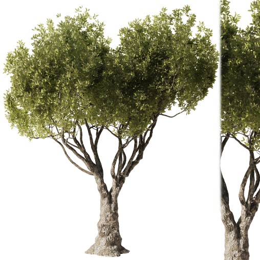 Olive Tree Set52