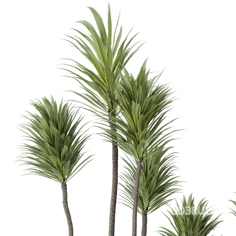 AV Indoor plants set 159 Europaea Olive Eucalyptu Joyplants and Spineless Yucca Aloifolia Rostrata Palm and Ravenala Banana Strelitzia Image 4