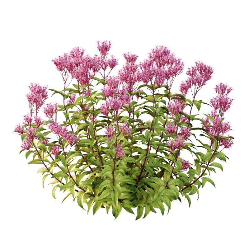 Eupatorium Purpureum Plant 02 Image 2