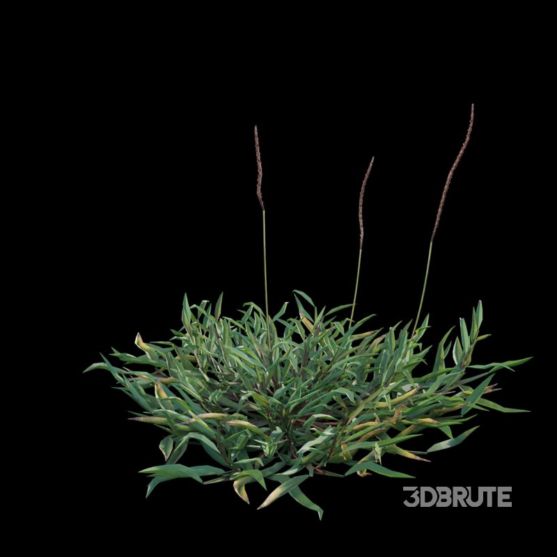 Eremochloa ophiuroides – set 02 Image 4