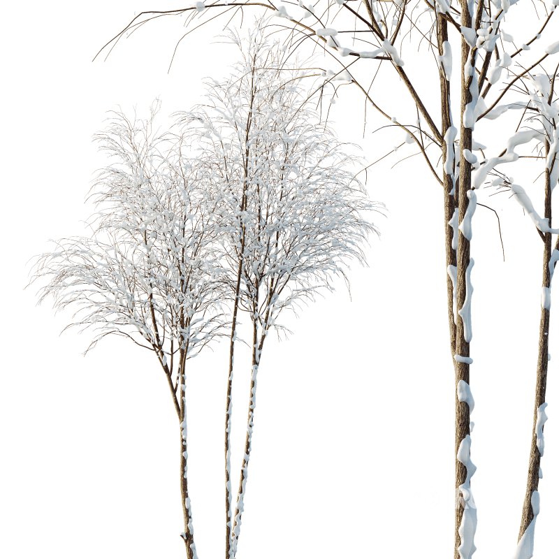 AV Plants Ash Tree Winter Snow Image 1