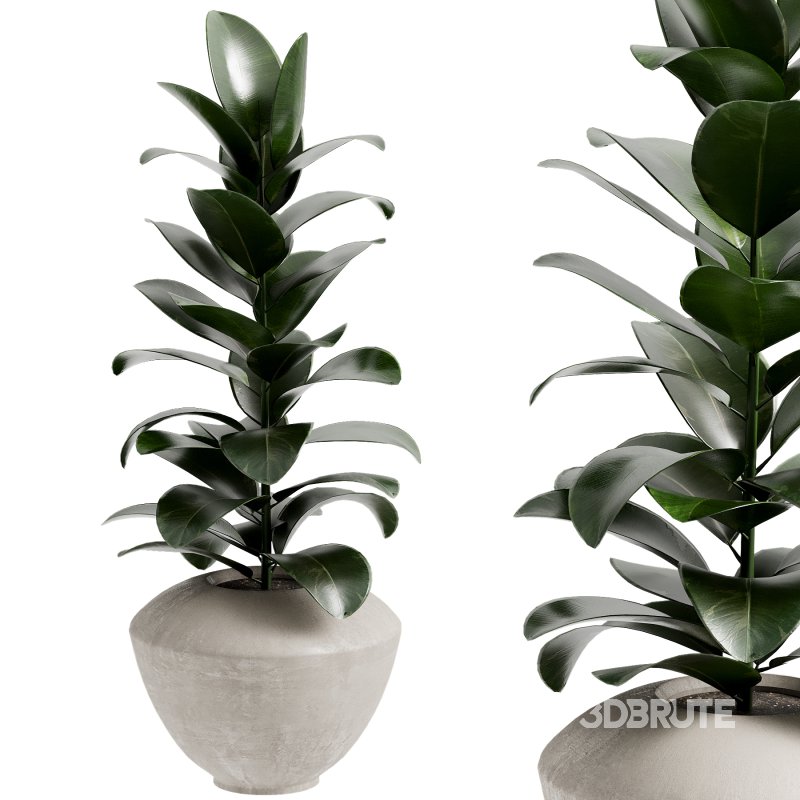 Outdoor Plant 39 Image 3