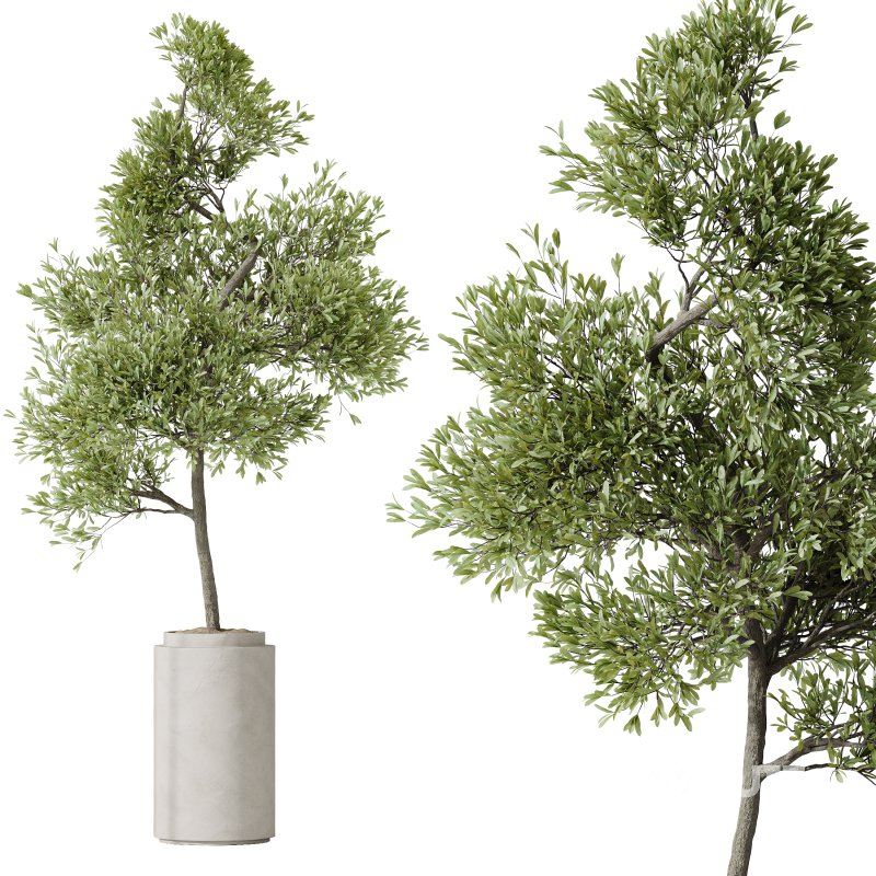 AV HousePlants Mission Kalamata Leccino Arbequina Wilsonii Chemlali Olive Set43 Image 2