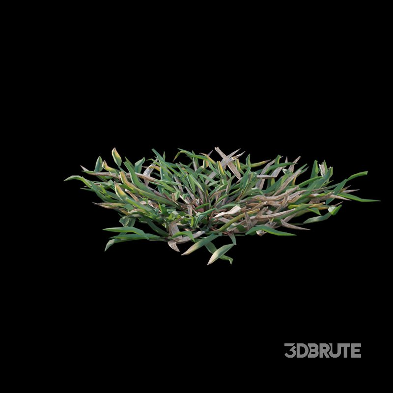 Eremochloa ophiuroides – cut 02 Image 4
