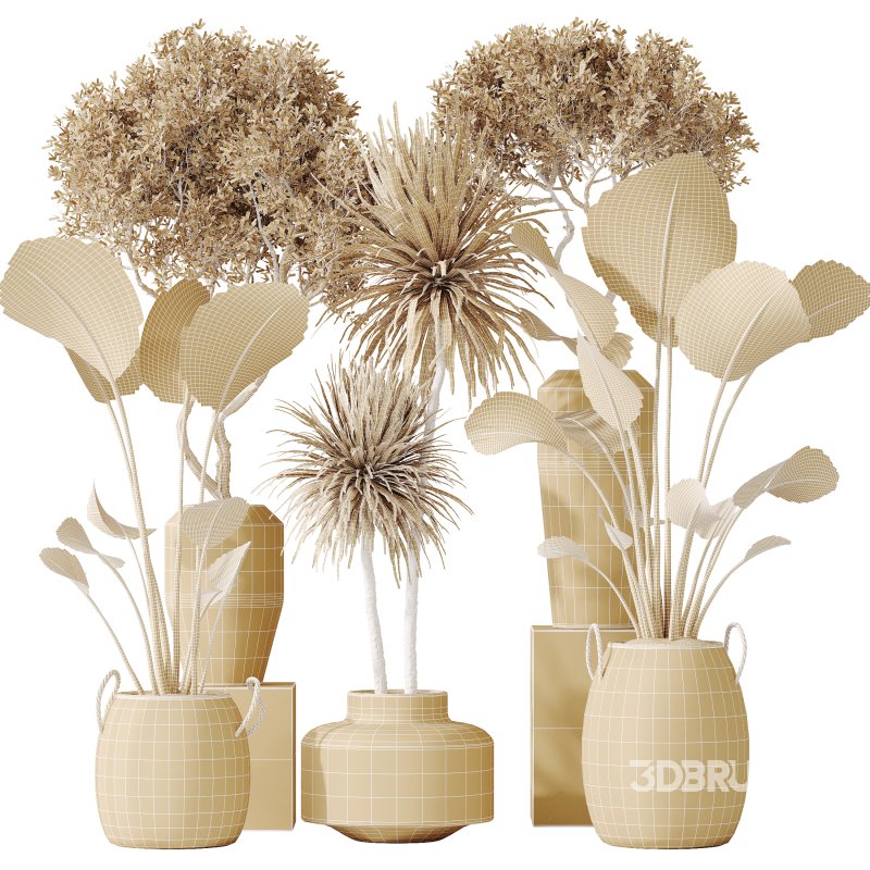 AV Indoor plants set 172 Mission Arbequina Olive and Ravenala Banana Strelitzia and Spineless Yucca Aloifolia Rostrata Image 9