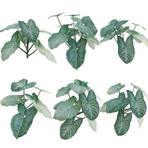 Aglaonema muntifolium