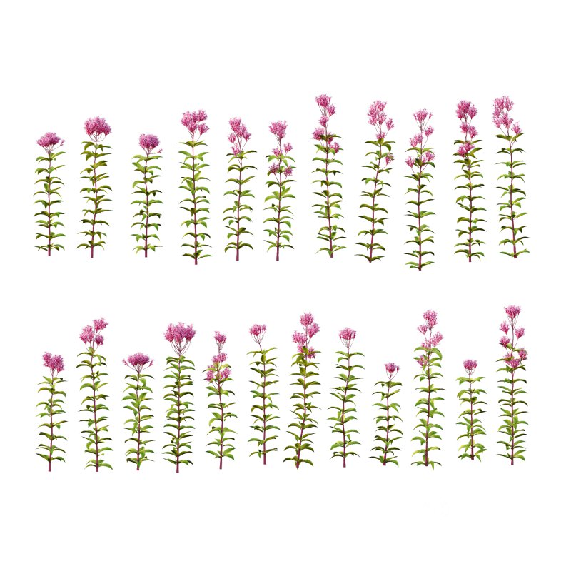 Eupatorium Purpureum Plant 01 Image 4