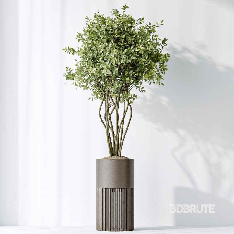 AV Indoor plants set 158 Europaea Olive Eucalyptu Joyplants and Ficus Binnendijkii Alii Maclellandii Image 8