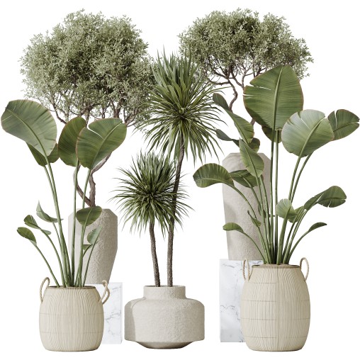 AV Indoor plants set 172 Mission Arbequina Olive and Ravenala Banana Strelitzia and Spineless Yucca Aloifolia Rostrata