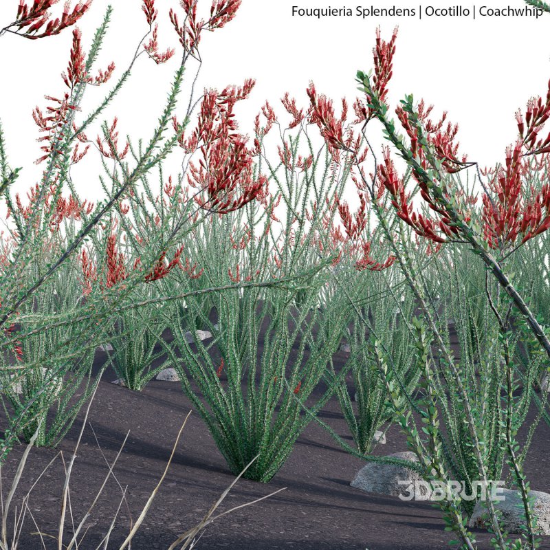 Fouquieria Splendens – Ocotillo Image 2