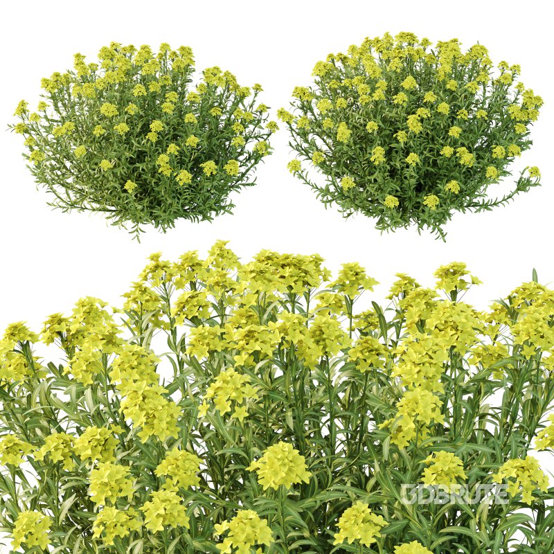 Euphorbia palustris Plant 02 Image 5