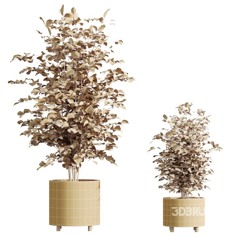 AV HousePlants Alnus Glutinosa Alder Betulaceae Schwarzerle Betulus Hazel Erle Set02 Image 3