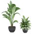 plants set - Thumbnail 3