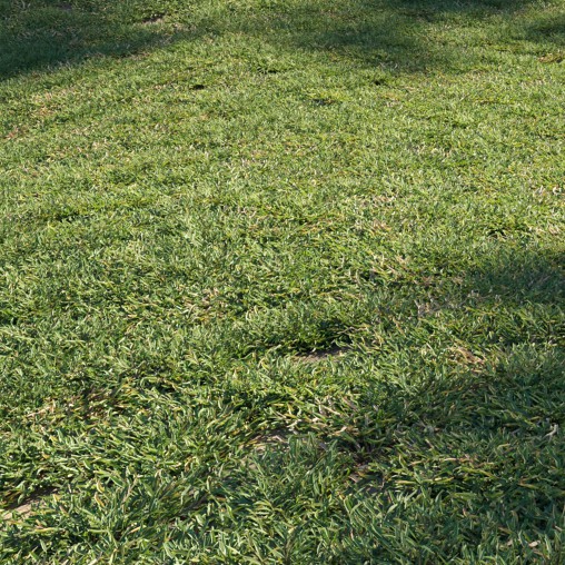 Eremochloa ophiuroides – cut 02
