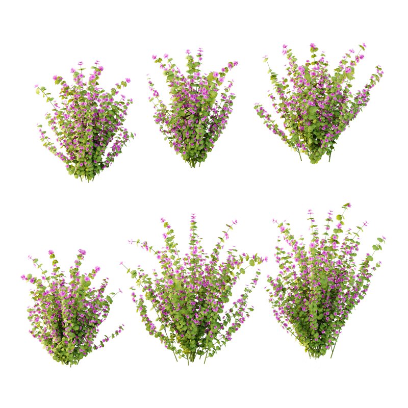 Lavatera Cachemiriana Plant 01 Image 6