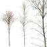 AV Plants Alnus-Glutinosa Winter Snow Tree Set02 - Thumbnail 3