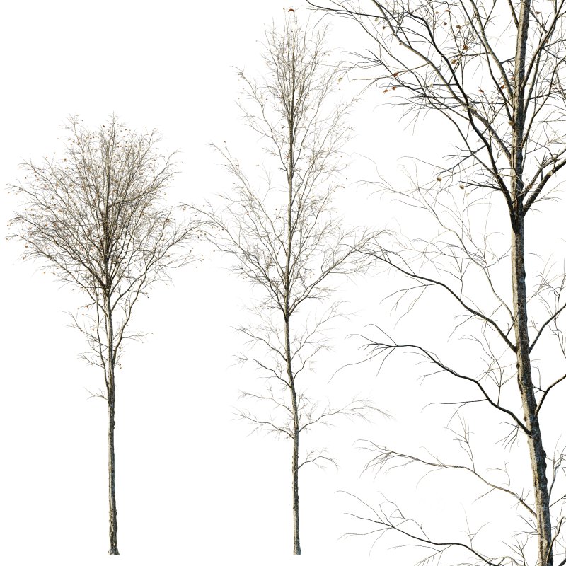 AV Plants Alnus-Glutinosa Winter Snow Tree Set02 Image 3
