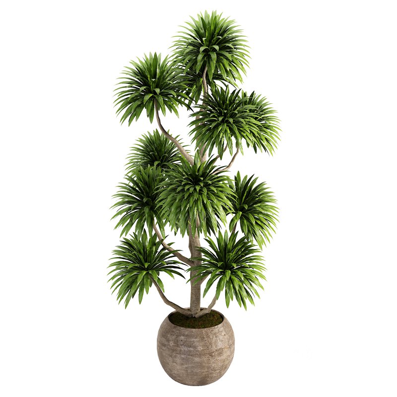 Indoor plent_06 Image 1