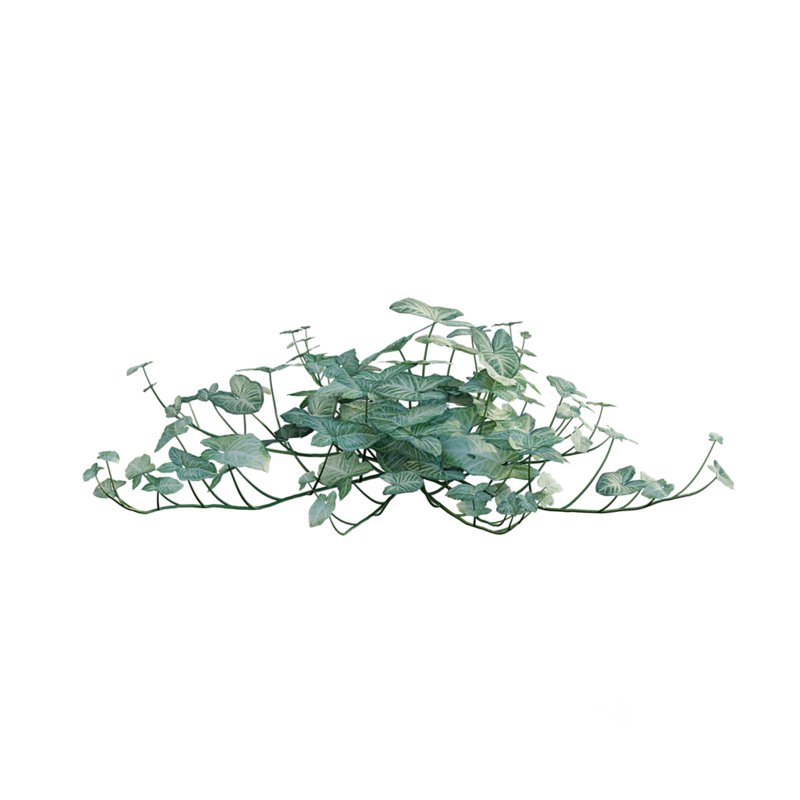 Aglaonema muntifolium 02 Image 6