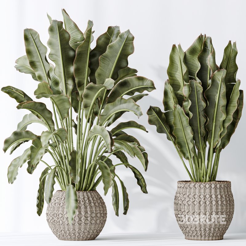 AV Indoor plants set 164 Ravenala Banana Strelitzia Nicolai Bird and Aspidistra Elatior and Arbequina Wilsonii Chemlali Olive Image 5