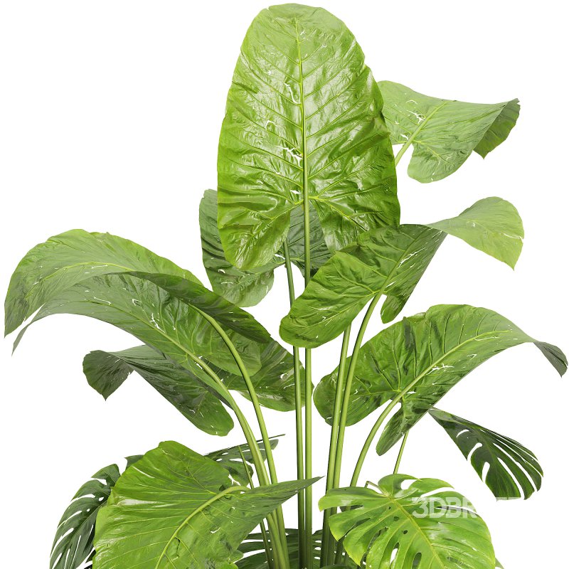 Indoor jungle Image 3