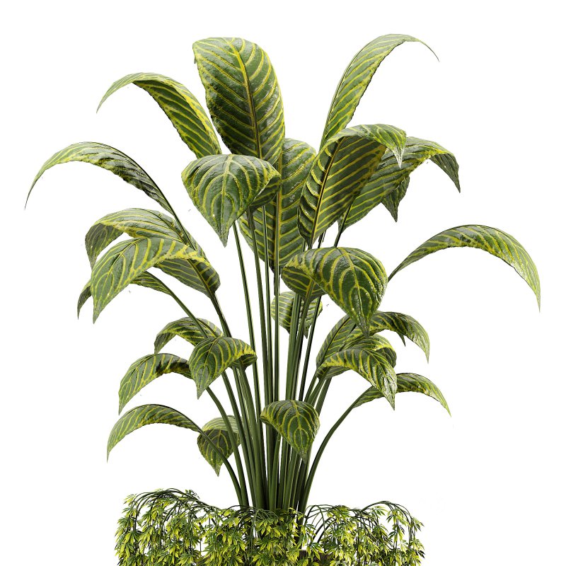 Canna indoor plent Image 3