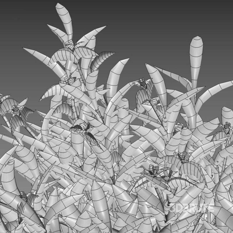 Tradescantia pallida – Purple Heart Image 7