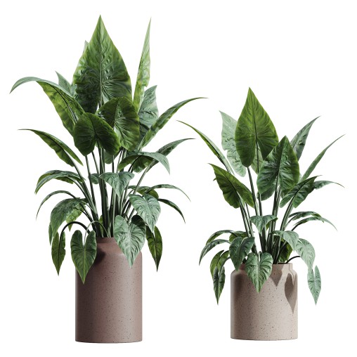AV HousePlants Alocasia Elefantenohr Wentii