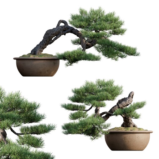 Pine bonsai 03