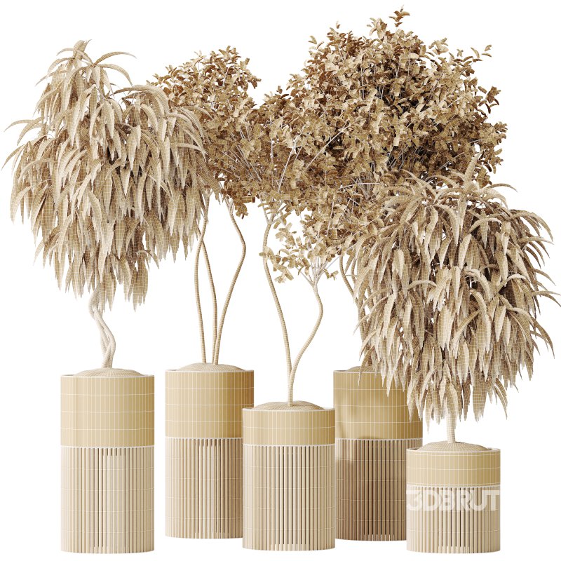 AV Indoor plants set 158 Europaea Olive Eucalyptu Joyplants and Ficus Binnendijkii Alii Maclellandii Image 10