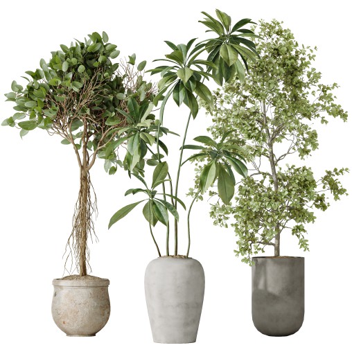 AV Indoor plants set 176 Ficus Cyathistipula and Benjamina African Fig and Mission Leccino Arbequina Olive