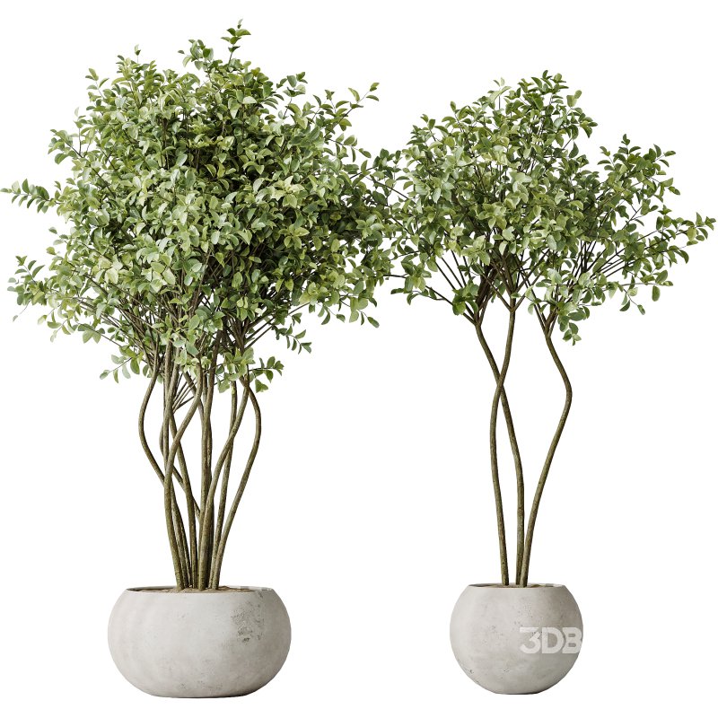 AV Indoor plants set 156 Beech Olea Europaea Olive Eucalyptu Joyplants Mini Fig Image 4
